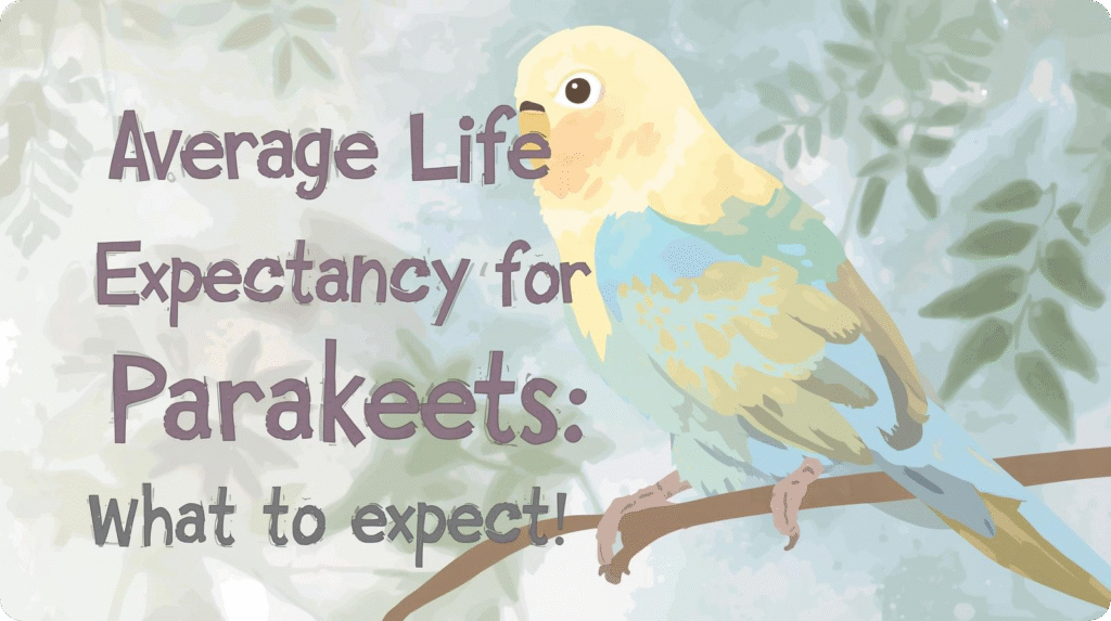 Infographic showing average life expectancy of parakeets and key factors influencing their lifespan.