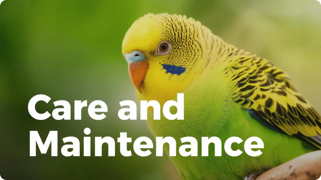 Image depicting the care and maintenance of parakeets, showcasing feeding, grooming, and habitat setup.