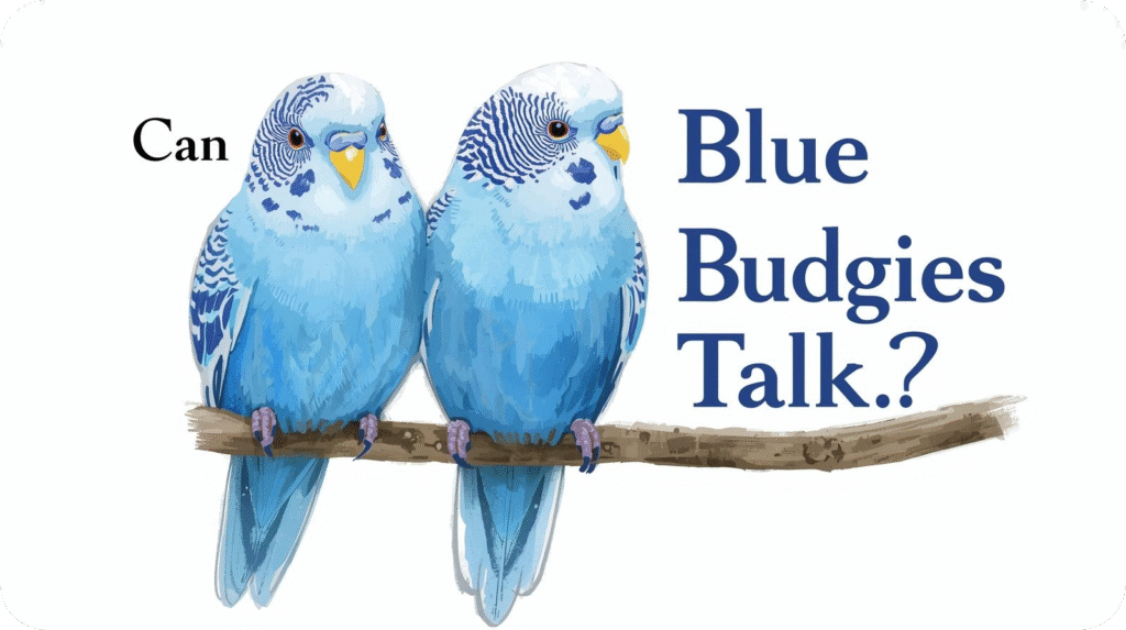 Blue Budgie perched on a stand, appearing to mimic sounds, representing the talking and vocal abilities of pet parakeets.