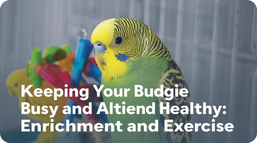 Blue Budgie playing with colorful toys and flying freely, showing how enrichment and exercise keep pet birds active and happy.