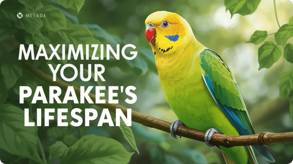 Guide to enhancing the lifespan of your parakeet through proper care and nutrition.