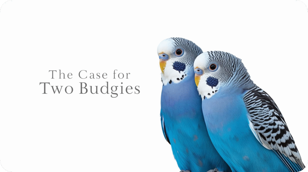 Pair of Blue Budgies sitting close together on a perch, showing companionship, playfulness, and mutual social interaction.