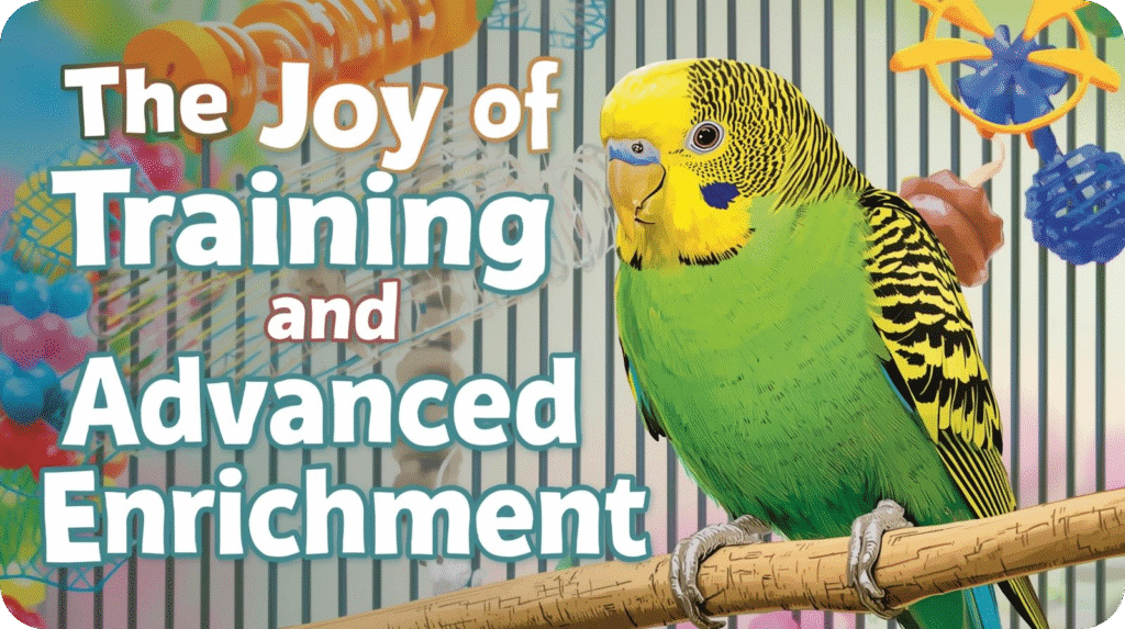 A parakeet performing tricks and playing with interactive toys, showing how to care for a parakeet through training and advanced enrichment activities.