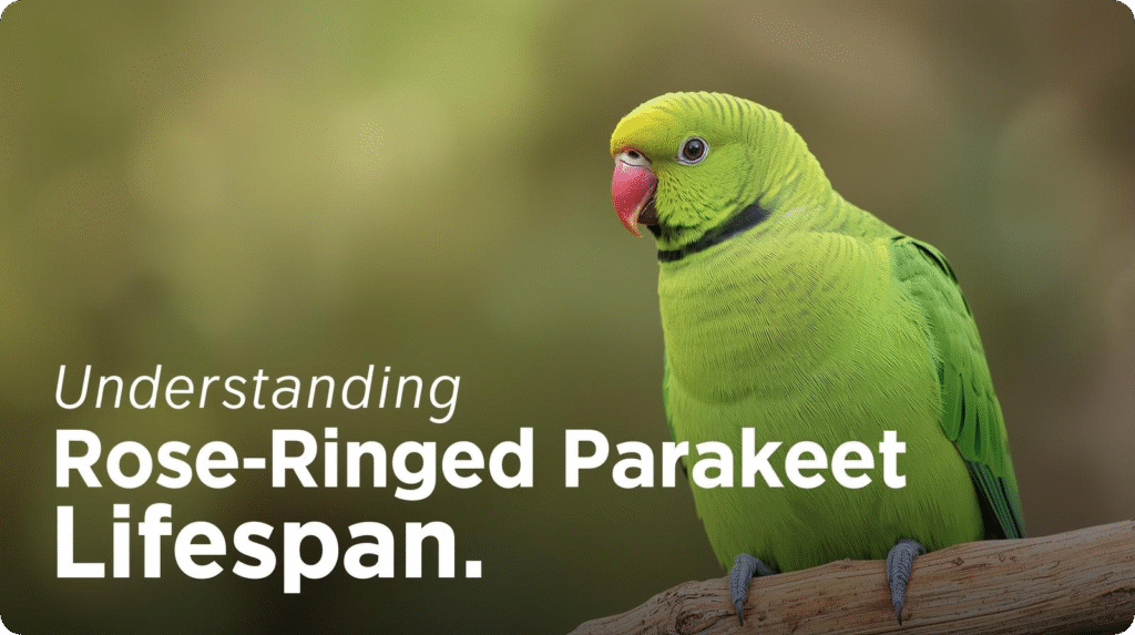 Infographic illustrating the lifespan of rose-ringed parakeets, highlighting key factors affecting their longevity.