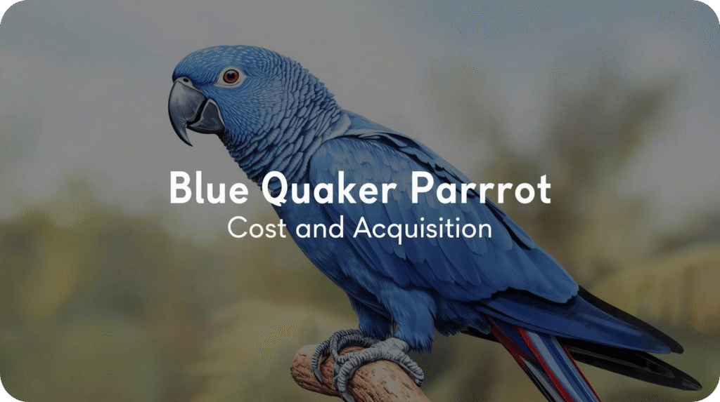 Blue parrot on a branch with text "Blue Quaker Parrrot Cost and Acquisition" on a blurred background.
