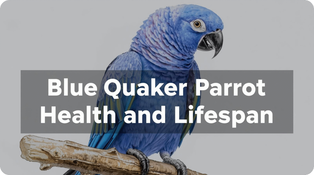 Blue parrot perched on a branch with text overlay "Blue Quaker Parrot Health and Lifespan".
