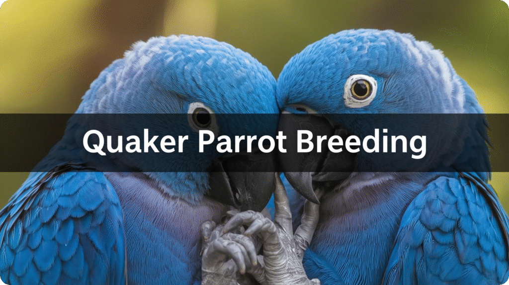 Quaker parrots in a nesting box, showcasing their breeding behavior and vibrant green feathers.