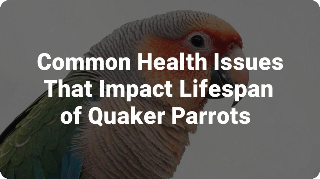 Close-up of a Quaker parrot; text "Common Health Issues That Impact Lifespan of Quaker Parrots".