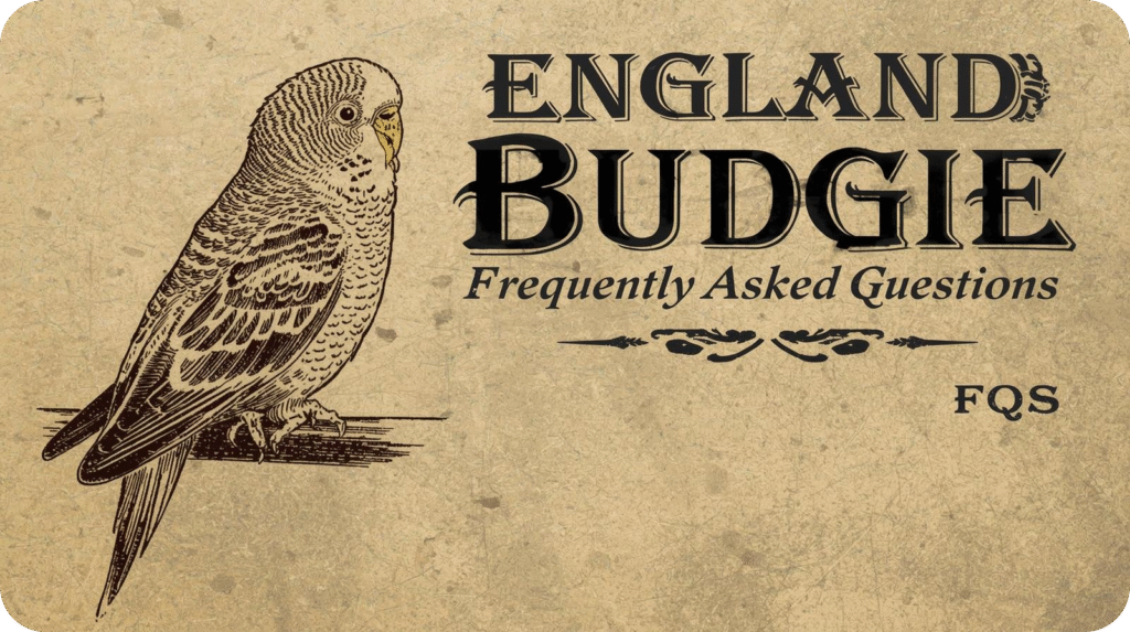 A vintage-style graphic titled "ENGLAND BUDGIE Frequently Asked Questions" with a detailed budgie illustration.