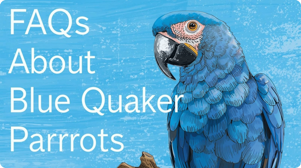 A group of blue Quaker parrots perched together, showcasing their vibrant blue feathers and playful demeanor.