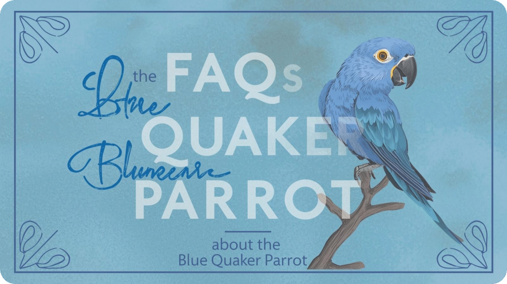 Blue parrot illustration with text "the FAQs QUAKER PARROT about the Blue Quaker Parrot" on blue background.
