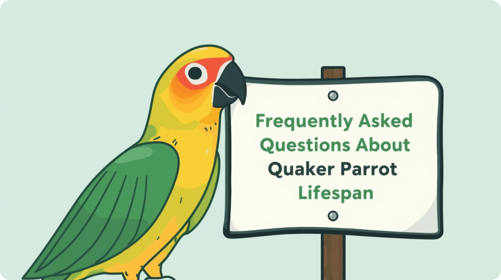 Quaker parrot lifespan infographic showing average life expectancy and factors affecting longevity.