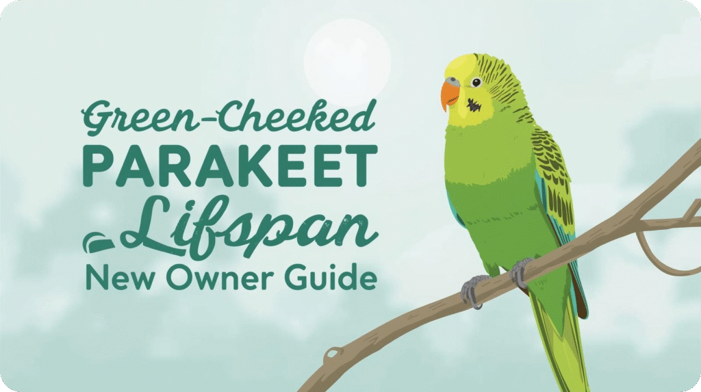 Illustrated green parakeet on a branch with text "Green-Cheeked PARAKEET Lifespan New Owner Guide".
