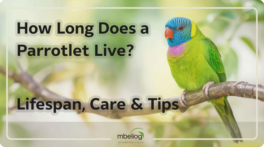 Parrot perched on a branch with text overlay asking how long does a parrotlet live, focusing on parrotlet lifespan, care, and tips.