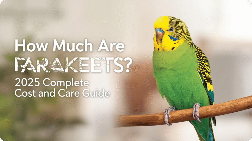 Discover how much are parakeets by exploring the average cost of purchasing a parakeet, illustrated with a price tag image for easy understanding.