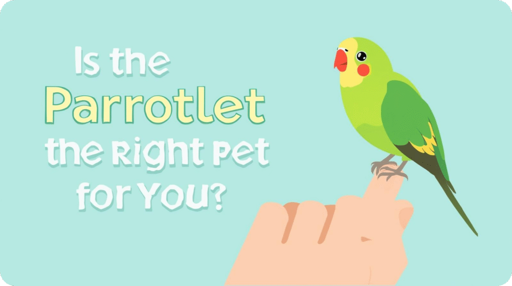 Green parrotlet illustration on a finger with text "Is the Parrotlet the Right Pet for You?".
