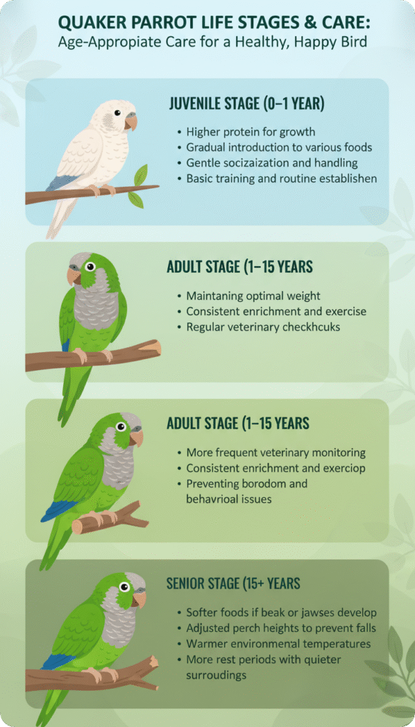 Infographic illustrating the life stages and care tips for Quaker parrots, featuring images and key information.