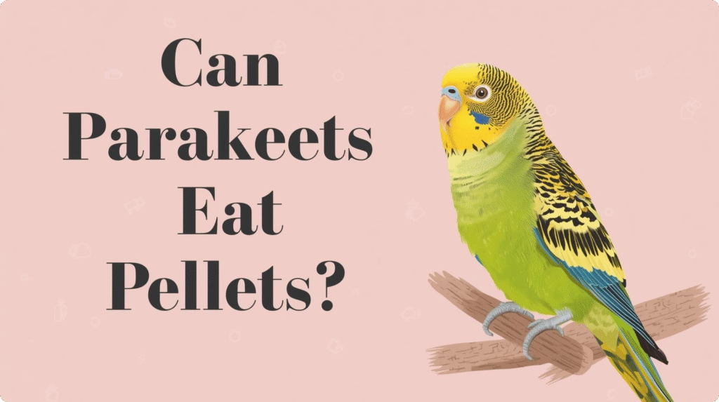 Image of a parakeet near a bowl of pellets, questioning what can parakeets eat and whether pellets are suitable for a healthy diet.