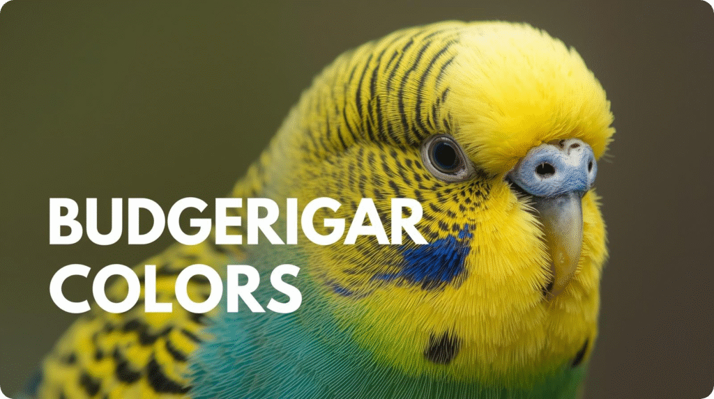 A colorful budgerigar with the text "Budgerigar Colors" displayed above it.