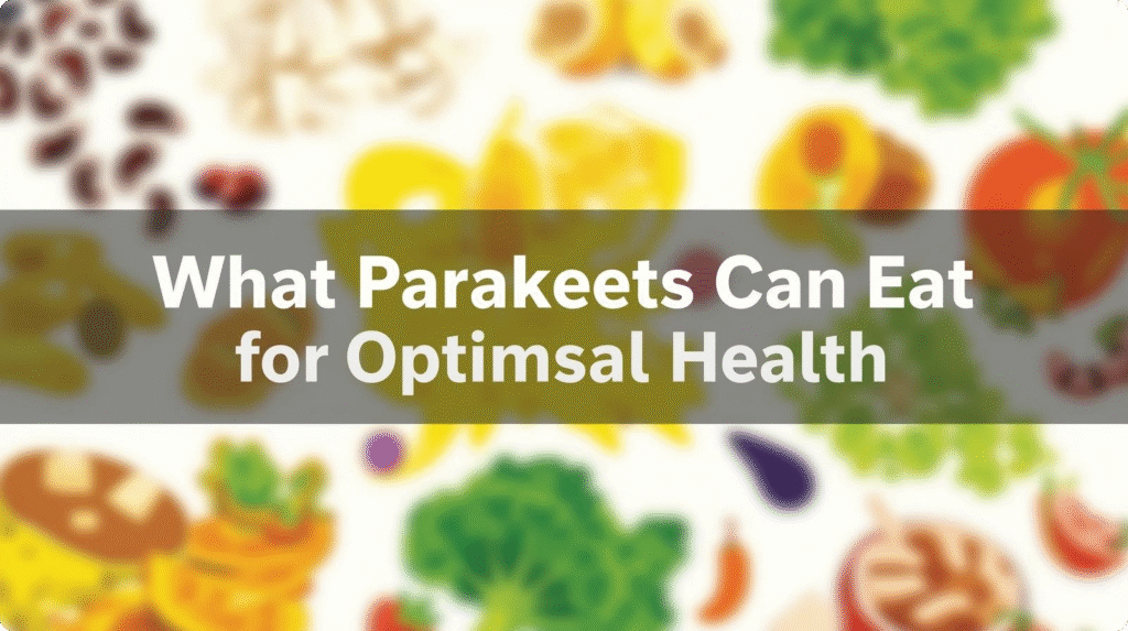 A colorful infographic showing fruits, vegetables, and seeds that answer what can parakeets eat for optimal health and balanced nutrition.