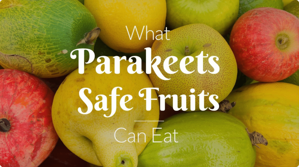 A colorful chart displaying safe fruits for parakeets, including apples, bananas, and berries, with images of each fruit.
