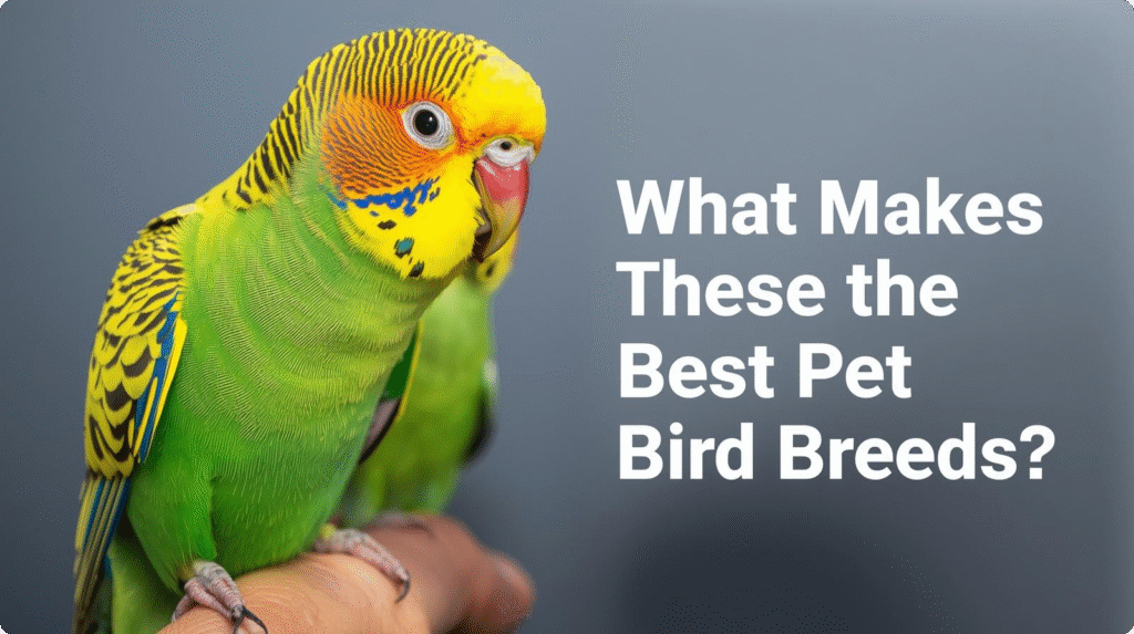 Choosing the right pet bird breeds depends on personality, care level, and how much companionship you want. Each breed offers unique traits that suit different lifestyles.