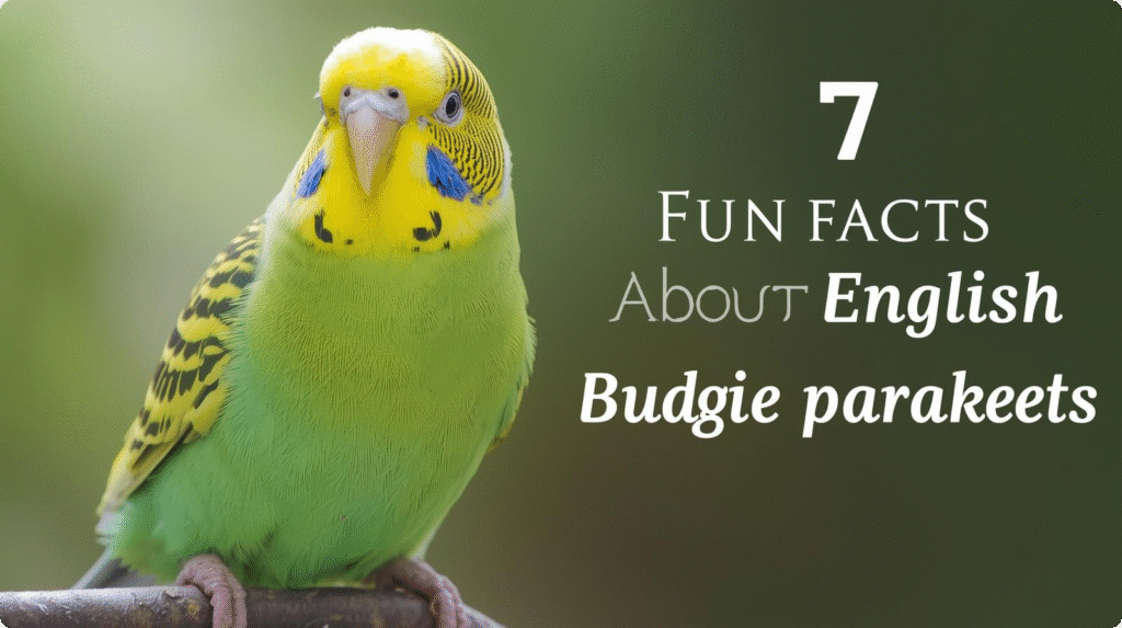 Infographic featuring 7 fun facts about English budgie parakeets, highlighting their traits and care tips.