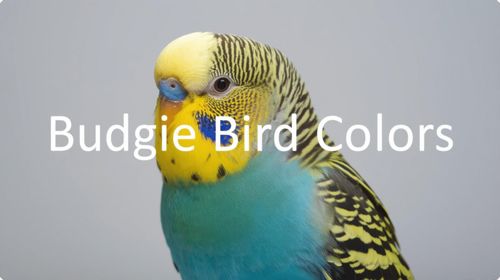 Vibrant budgie bird colors with blue, green, and yellow feathers on full display