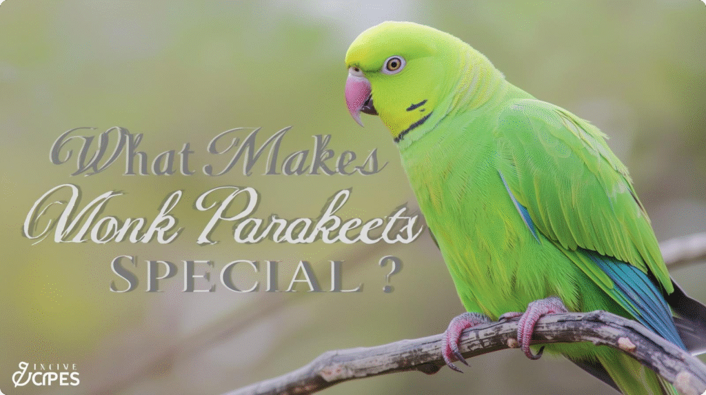 Image of a colorful monk parakeet perched on a branch, showcasing its vibrant feathers and playful personality, ideal for bird lovers searching for a monk parakeet for sale.