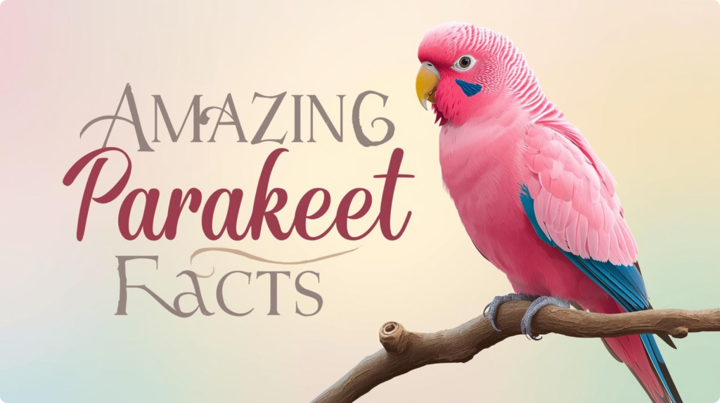 Colorful infographic showcasing fascinating pink parakeet facts, including their habitat, diet, social behavior, unique colors, intelligence, and playful personality.
